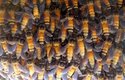 Včely žijí ve společenstvech o mnoha tisících jedinců