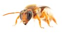 Včela Reepenia bituberculata je jednou ze dvou objevených australských nočních včel