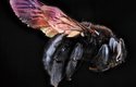 Drvodělky (na obrázku druh Xylocopa mordax) patří k největším druhům včel, některé měří přes 3 cm