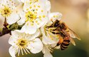 Brzy na jaře kvetoucí jabloně jsou zcela závislé na včelách, bez nich bychom neměli jablka