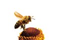 Včelí dělnice je schopna létat za potravou do vzdálenosti až 10 km