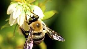 Veterináři pálí včelstva. Poprvé po 20 letech je v Česku nebezpečné onemocnění