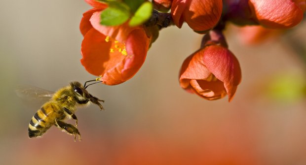 Nové výzkumy naznačují: I včely mají deprese!