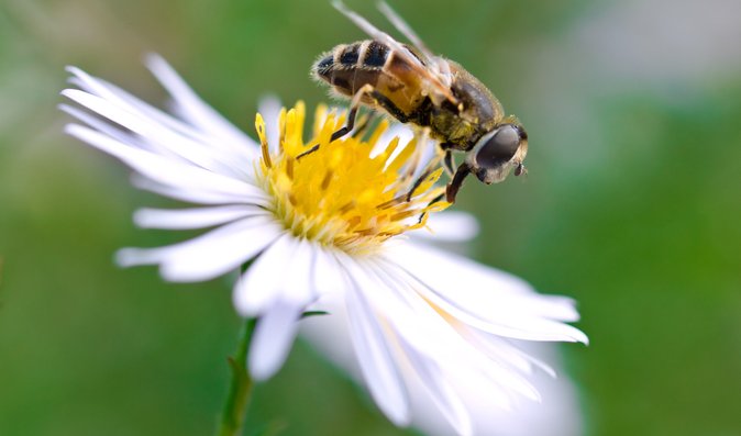 Alergie na hmyzí bodnutí. Jak moc je vážná a jaká je první pomoc?