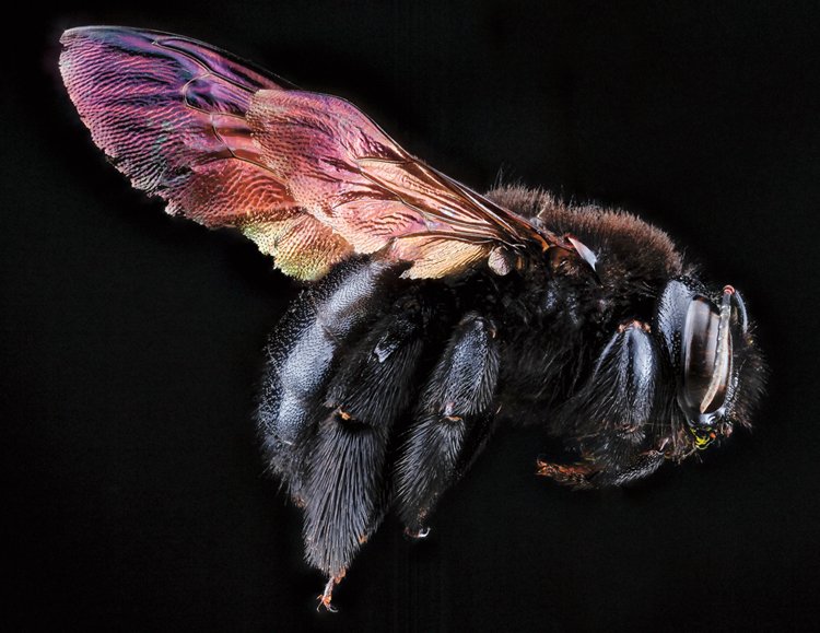 Drvodělky (na obrázku druh Xylocopa mordax) patří k největším druhům včel, některé měří přes 3 cm