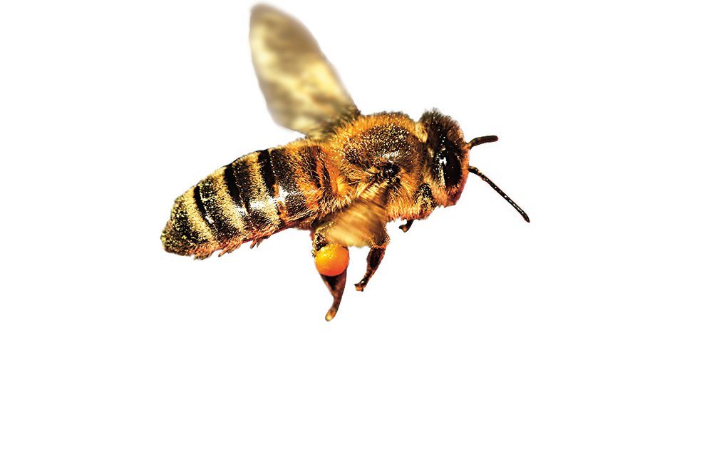 Včelí poznají sudý a lichý počet, ale nikdo neví proč