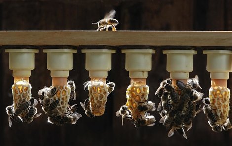 Motyka včely rád fotí, tento jeho snímek vyhrál jednu z cen v soutěži Czech Press Foto před třemi roky.