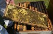 Takhle se včeličky samy starají o produkci medu.