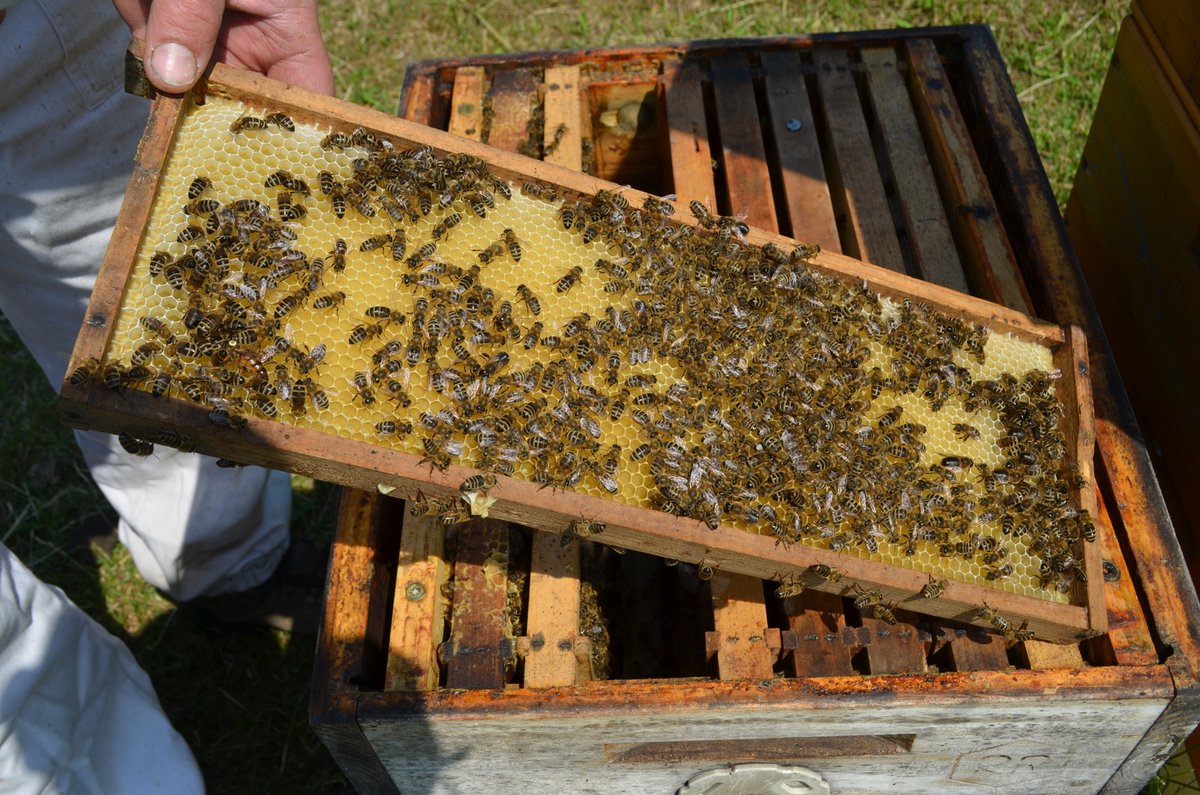 Takhle se včeličky samy starají o produkci medu.