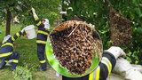 Roj včel se usadil u dětského hřiště! Hasiči ho odchytili do kbelíku od barvy