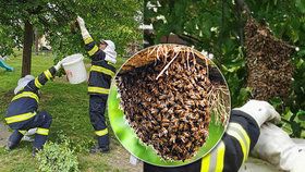 Právě v tomto období se rojí včely. Jak postupovat, pokud  včelí roj objevíte třeba u vás na zahradě?
