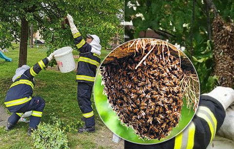 Roj včel se usadil u dětského hřiště! Hasiči ho odchytili do kbelíku od barvy