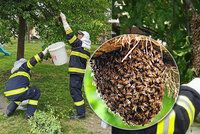 Roj včel se usadil u dětského hřiště! Hasiči ho odchytili do kbelíku od barvy