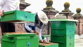 Včelám se v Plzni daří: Na magistrátních budovách pro ně přibyly úly