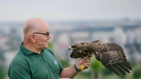 Vypouštění včelojeda lesního a dalších 9 poštolek na dívčích hradech