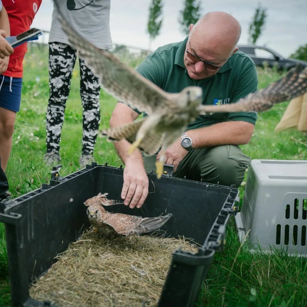 Vypouštění včelojeda lesního a dalších 9 poštolek na dívčích hradech