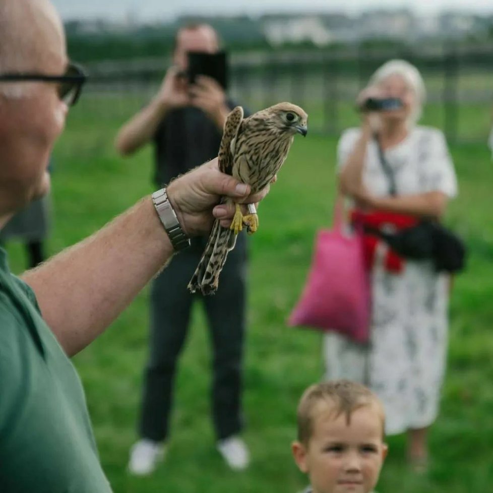 Vypouštění včelojeda lesního a dalších 9 poštolek na dívčích hradech