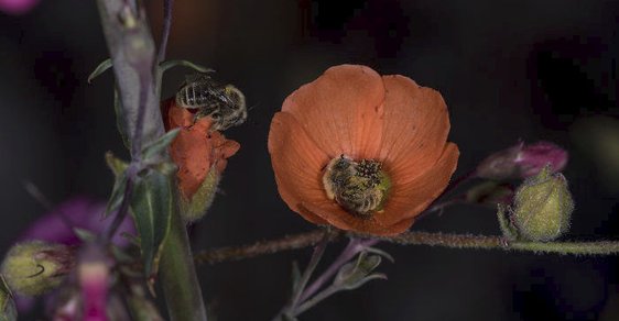 Včely většinou spí v úlu, některé ale své vzpomínky oživují uvnitř květů. Tento druh včel nazývaný Diadasia diminuta u nás nepotkáte. Vyskytuje se pouze v Severní a Střední Americe.