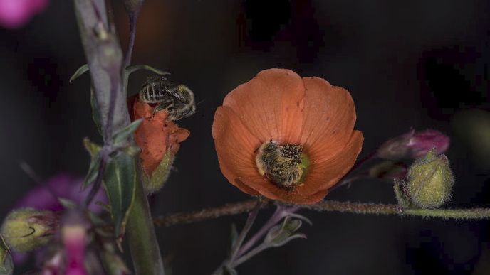 Včely většinou spí v úlu, některé ale své vzpomínky oživují uvnitř květů. Tento druh včel nazývaný Diadasia diminuta u nás nepotkáte. Vyskytuje se pouze v Severní a Střední Americe.