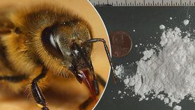 Včely lze poměrně efektivně vytrénovat, aby hledaly drogy nebo výbušniny.