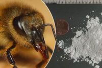 Konec policejních psů? Drogy dokážou hledat i včely, odborník zmínil „superčich“