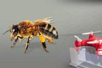 Před nedostatkem včel mají lidstvo zachránit opylovací drony..