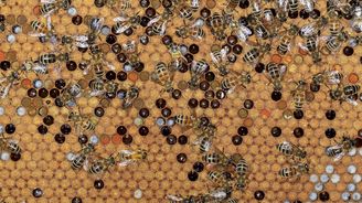 Kdo umyje nádobí v úlu? O včelí inteligenci a osobnosti, dělbě práce a mýtu o hmyzích strojích Kdo umyje nádobí v úlu? O včelí inteligenci a osobnosti, dělbě práce a mýtu o hmyzích strojích