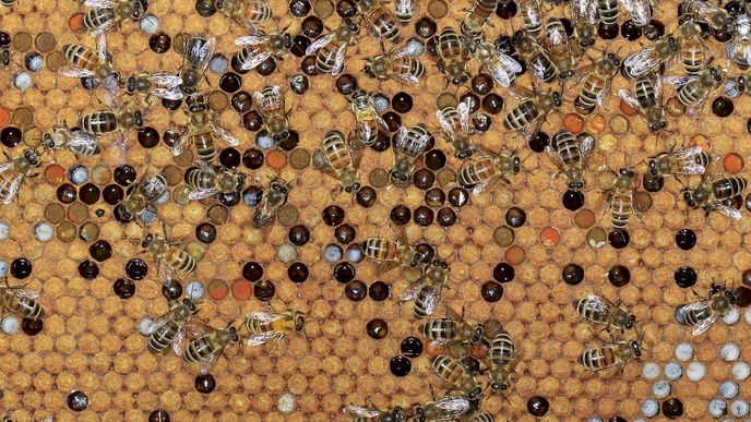 Ilustrační foto Ilustrační foto