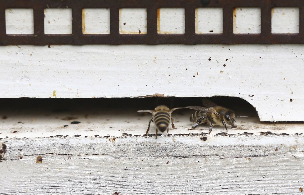 Tribunál Soudního dvora Evropské unie ve čtvrtek potvrdil platnost omezení při užívání tří pesticidů, které mají podle vědců škodlivý vliv na včely.