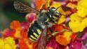 „Vakcína“ vyrobená z hub by mohla pomoct zachránit hynoucí včelstva