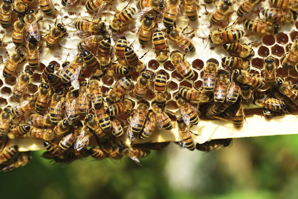 Včely umírají a stále se tomu nedaří zabránit. OSN chce věc intenzivně řešit