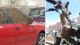 Po autě v centru Prahy si včely vybraly motorku v Kroměříži.