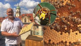 Pan Zdeněk Růžička se včelám věnuje svůj život. I přes každoroční nadílku žihadel se o ně stará takřka s otcovskou péčí.