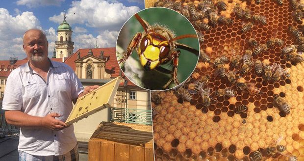 Schytá až 200 žihadel ročně. Zdeněk (54) se stará o pražské včely: Za dobrou péči nás odmění, říká