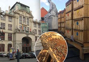 Na střeše Nové radnice Magistrátu hl. m. Prahy žijí stovky tisíc včel. Jejich med je mezi nejkvalitnějšími v republice, k prodeji ale určený není.