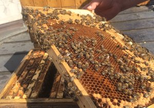 Na Břeclavsku okradl zloděj včelaře o 20 včelstev. Ilustrační foto