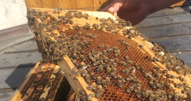Na Břeclavsku okradl zloděj včelaře o 20 včelstev. Ilustrační foto
