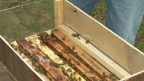 Včely nemusí sloužit jen k opylovávání a produkci medu. Práci mohou najít i u policie.