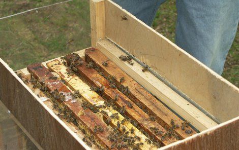 Úbytek včel upůsobí menší produkci medu i jeho zdražení.