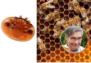Co by se stalo, kdyby včely úplně vymřely?