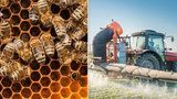 Soudní dvůr EU schválil omezení pesticidů, ohrožují včely. Zákaz se nelíbí Česku