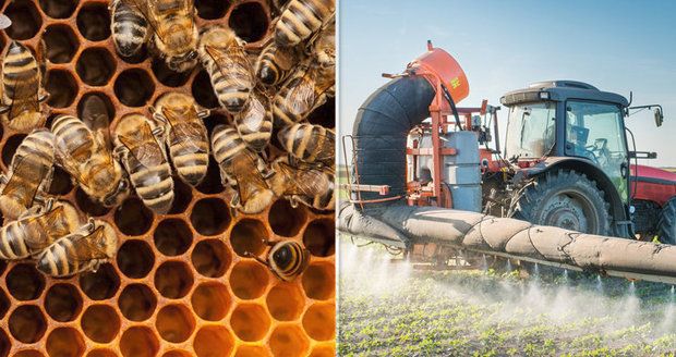 Soudní dvůr EU schválil omezení pesticidů, ohrožují včely. Zákaz se nelíbí Česku