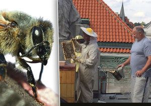 Na několika střechách v Praze žijí včely.