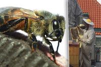 Úly plné včel na střechách v Praze po zimě ožívají: Kde letos sklidí nejvíce medu?