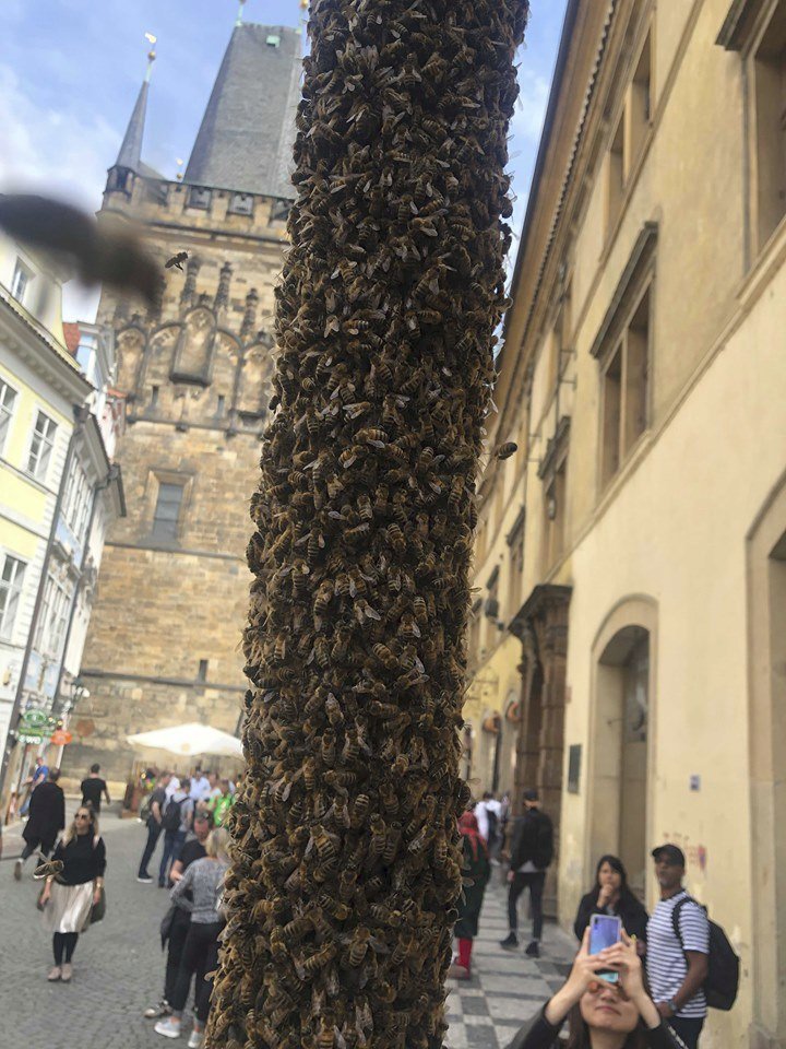 Podle včelaře Zdeňka Růžičky se jedná o běžný úkaz, kdy se včely v úlu důsledkem výkyvů v počasí přemnoží a už se do něj nevejdou. Část z nich se proto rozhodne migrovat jinam.