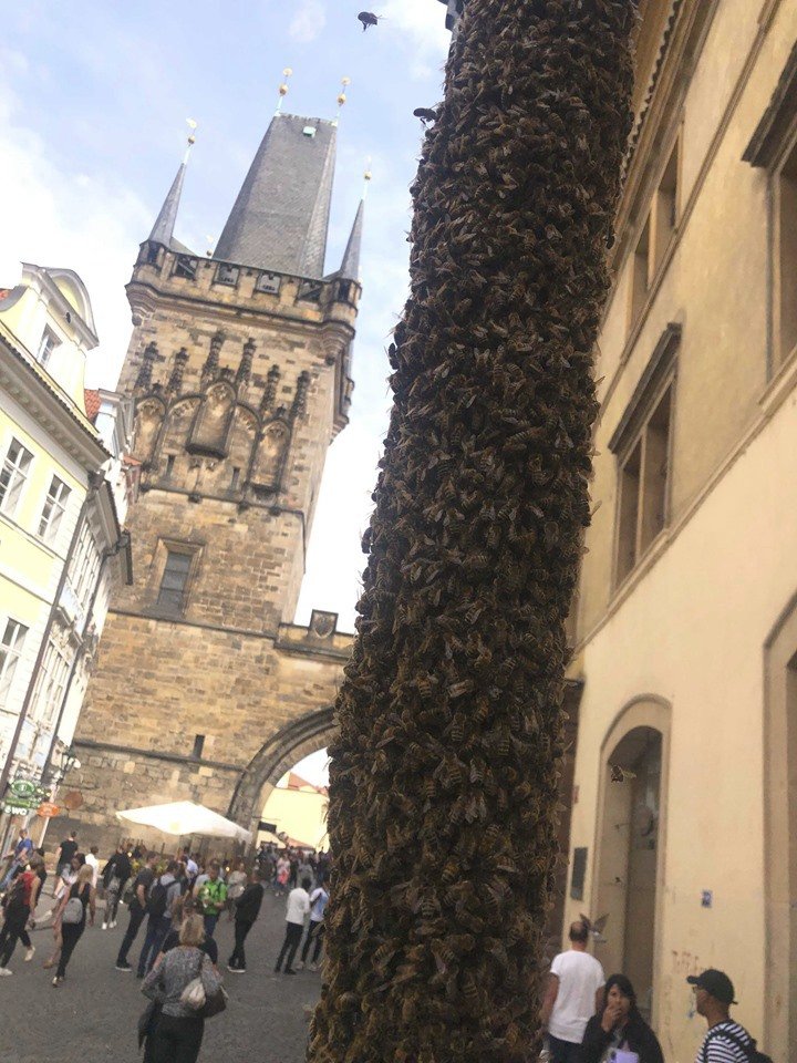 Před zraky turistů a kolemjdoucích se v centru Prahy objevil zajímavý jev. Celý kandelábr v neděli oblehly včely.