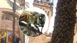 Kuriózní úkaz v centru Prahy: Včely obsypaly kandelábr jako by byl z cukru! Co tam dělaly?