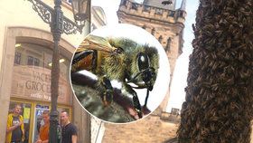 Kolemjdoucí Pražané i turisté mohli v neděli vidět zajímavý úkaz. Včelí roj vzal totiž "útokem" jeden z pouličních kandelábrů.