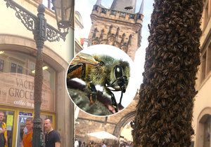 Kolemjdoucí Pražané i turisté mohli v neděli vidět zajímavý úkaz. Včelí roj vzal totiž "útokem" jeden z pouličních kandelábrů.