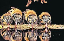 Včely předvedly před objektivem dokonalou popravu:  Uvařily sršně zaživa